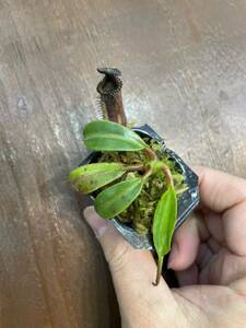 Nepenthes edwardsiana Marai Parai産 seed grown ネペンテス　 食虫植物