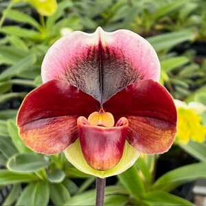 洋蘭 パフィオ Paph ビニ整形最新花！