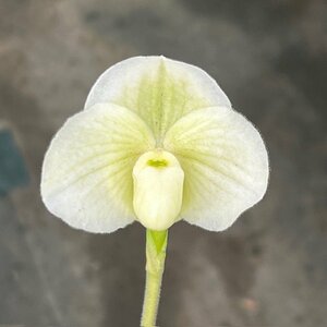 洋蘭 パフィオ Paph ミニチュア白花？