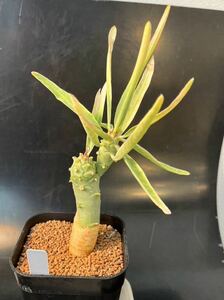 Euphorbia monteiroi ユーフォルビア モンテイロイ　柳葉キリン 実生苗 多肉植物