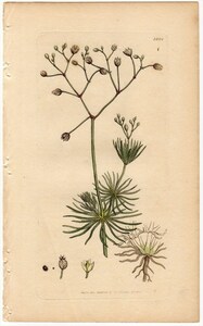 1805年 Sowerby English Botany 初版 銅版画 ナデシコ科 オオツメクサ属 SPERGULA pentandra