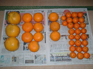 【送料無料】無農薬　みかん　柑橘類４種詰合せ　7.2kg　晩白柚　清見　スルガエレガント　タンカン