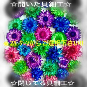 ( 4色・貝細工/大小・ランダム 20輪!)加工 ハーバリウム ドライフラワー 貝細工 ヘリクリサム