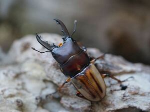 ラテラリスノコギリクワガタ (亜種バヤニー) 新成虫ペア