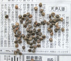ローゼル種子　小さじ１杯（約１００粒程度）　萼はハイビスカスティーやジャムに　送料込み