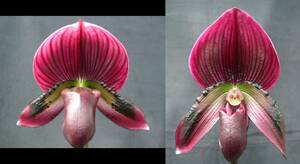 洋蘭パフィオPaph.(Shun-Fa Web'Role Model x Hung Sheng Bay'Red Hawk')ビニカラー25本入フラスコ 