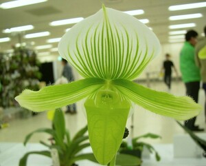 洋蘭パフィオPaph.(Hsinying Gavokun x Doya Green Prince)-1 幅広苗グリーンモーディータイプ最新交配