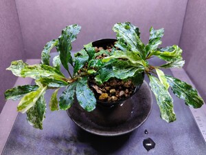 Bucephalandra sp.”Green wavy variegata” 2019/04 水上葉 ブセファランドラ sp グリーンウェービー斑入り