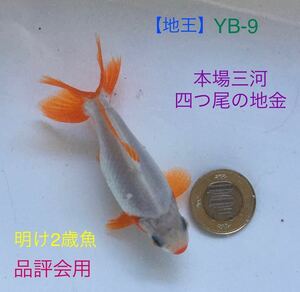 【地王】YB-9 本場三河・四つ尾の地金/明け2歳魚《大会用》（動画有り）地金、ロクリン、江戸地金