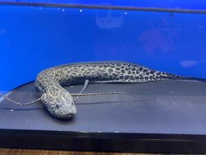 肺魚 プロトプテルス ・エチオピクスコンギクス 約25cm