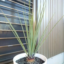 ◆ユッカ リギダ Yucca rigida 《Ｈ＝約80cm・Φ280ポット》◆ ドライガーデン ロックガーデン 8_画像2