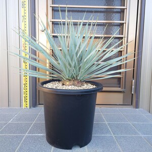 ◆ユッカロストラータ Yucca rostrata 《2本立ち・Ｈ＝約60cm》◆ ドライガーデン ロックガーデン 南国リゾート 86