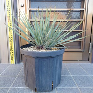 ◆ユッカロストラータ Yucca rostrata 《3本立ち・Ｈ＝約55cm》◆ ドライガーデン ロックガーデン 南国リゾート 87