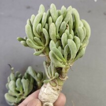 A613多肉植物 オトンナ クラビフォリア Othonna clavifolia 塊根植物 実生 極上株3株同梱_画像3