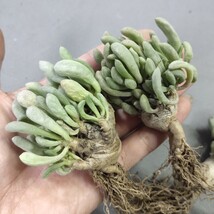 A801多肉植物 オトンナ クラビフォリア Othonna clavifolia 塊根植物 実生 極太株5株同梱_画像5