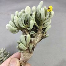 A801多肉植物 オトンナ クラビフォリア Othonna clavifolia 塊根植物 実生 極太株5株同梱_画像4