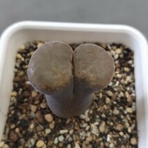 A178大型風鈴玉　friedrichiae　　 コノフィツム 　Conophytum 　多肉植物 精選美株_画像6