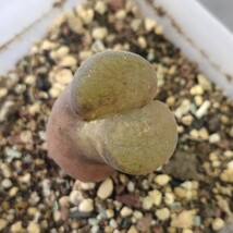 A179大型風鈴玉　friedrichiae　　 コノフィツム 　Conophytum 　多肉植物 精選美株_画像4