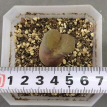 A179大型風鈴玉　friedrichiae　　 コノフィツム 　Conophytum 　多肉植物 精選美株_画像6