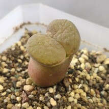 A179大型風鈴玉　friedrichiae　　 コノフィツム 　Conophytum 　多肉植物 精選美株_画像1