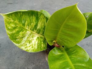 107 フィロデンドロンムーンライト斑入り Philodendron hybrid 'Moonlight Var Marble