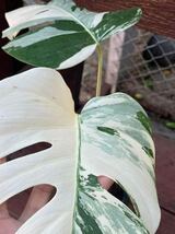 140 モンステラ　ボルシギアナホワイトタイガー' Monstera borsigiana variegated 'White Tiger_画像4