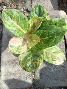 98 7 アグラオネマ 斑入りAglaonema Sp Var JADE