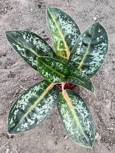 96 アグラオネマ 斑入りAglaonema Sp Var 