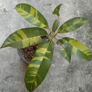 141 エピプレムナム・ギガンテウム 斑入り Epipremnum Giganteum Variegated