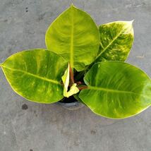 108 フィロデンドロンムーンライト斑入り Philodendron hybrid 'Moonlight Var Marble_画像3