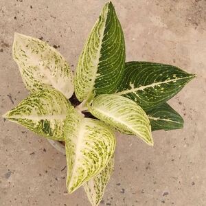 77 アグラオネマ コーチン Aglaonema Sp Legacy Two Tone