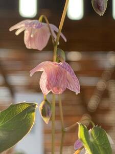 イカリソウ萌香〜山野草