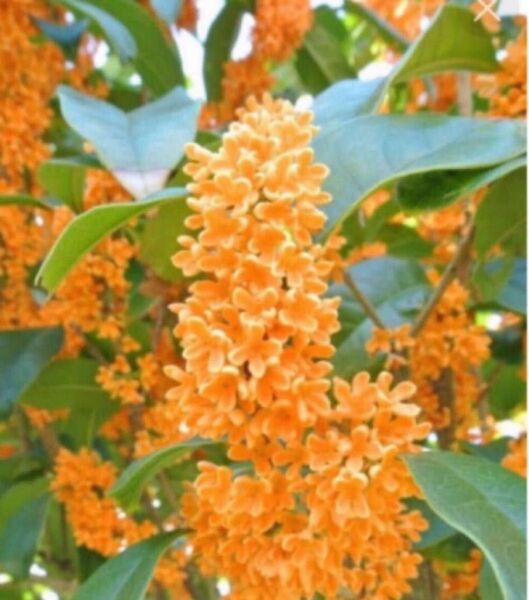 キンモクセイ挿し穂