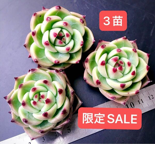 限定SALE★3苗1680円★韓国苗★ブルードラゴン★可愛い紅葉大苗美苗★多肉植物★エケベリア