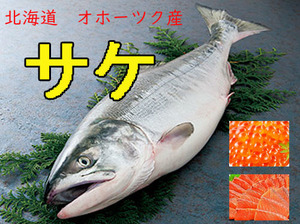 【冷凍】3.0KG~秋鮭 アキアジ 特上オホーツク産　メス１匹