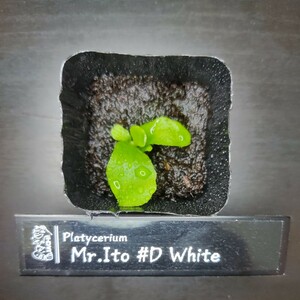 ［ビカクシダ］Mr. Ito #D White (Meramera White) メラメラ　ホワイト 幼苗 No.0111B