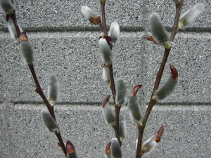 猫柳 ネコヤナギ苗木n1★赤芽 銀色 高さ20cm 2月に咲く1株