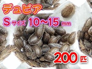 【送料無料】 デュビア Sサイズ 1.0～1.5cm 200匹 紙袋配送 アルゼンチンモリゴキブリ 肉食熱帯魚 爬虫類 両生類 [2816:broad]