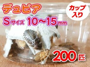 【送料無料】 デュビア Sサイズ 1.0～1.5cm 200匹 カップ入り アルゼンチンモリゴキブリ 肉食熱帯魚 爬虫類 両生類 [3547:broad2]