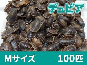 【送料無料】 デュビア Mサイズ 1.5～2.0cm 100匹 紙袋配送 アルゼンチンモリゴキブリ 肉食熱帯魚 爬虫類 両生類 [2754:broad]