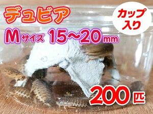 【送料無料】 デュビア Mサイズ 1.5～2.0cm 200匹 カップ入り アルゼンチンモリゴキブリ 肉食熱帯魚 爬虫類 両生類 [3554:broad]