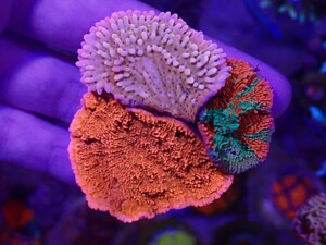 【CKブリード】Grafted Montipora グラフテッドモンティポラ２種　Slow Burn Montipora　ウスコモンサンゴ　フラグサンゴ