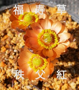 山野草　福寿草　秩父紅　赤花　フクジュソウ　No３　３芽