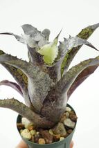Hohenbergia leopoldo-horstii Hawaii form × leopoldo-horsti Special Spine ホヘンベルギア　ブロメリア _画像7