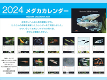 在庫処分 送料無料★２０２４年メダカカレンダー 日本観賞魚振興事業協同組合_画像2