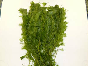 送料無料★カボンバ 金魚藻 １５０本セット カモンバ