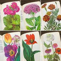 ドイツの古い植物図鑑(BALKONPFLANZEN 1976年)/アンティーク ヴィンテージ 植物画 花 洋書 ボタニカルアート インテリア 紙物 雰囲気◎ /_画像9