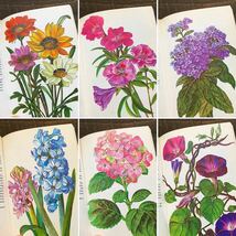 ドイツの古い植物図鑑(BALKONPFLANZEN 1976年)/アンティーク ヴィンテージ 植物画 花 洋書 ボタニカルアート インテリア 紙物 雰囲気◎ /_画像4