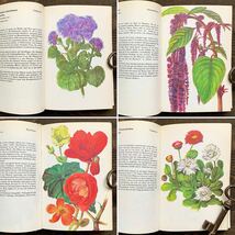 ドイツの古い植物図鑑(BALKONPFLANZEN 1976年)/アンティーク ヴィンテージ 植物画 花 洋書 ボタニカルアート インテリア 紙物 雰囲気◎ /_画像3