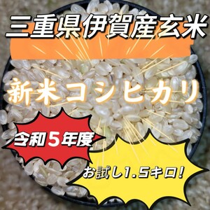 値下げ888→799円！新米！玄米！お試し【令和5年産】三重県 伊賀米 コシヒカリ 1.5㎏